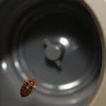 does the dryer kill bed bugs